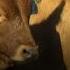 Saskatchewan Cattle Ranchers Raise Concerns