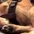 Tiny Dog Sounds