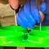 Amazing Milking Processing Cows Milking