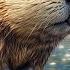 ALL 19 SPECIES REVEALED RELEASE DATE For Askiy Ridge Call Of The Wild