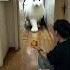 Summon A Giant White Bunny Bunny Pet Pets Petshorts Petlovers Petvideos Ai Aipets Funny