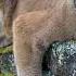 Mountain Lion Sound