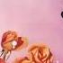 Sade Norah Jones Adele Amy Wine House Best Of Jazz Bossa Nova Cover Of Popular Songs 2022