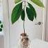 Grow Your Own Avocado Plant From Seed Plants