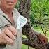 5 Tips To MONITOR And IMPROVE The Health Of Your Trees Plants