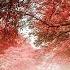 Beautiful Relaxing Music Piano Cello Guitar Music By Soothing Relaxation