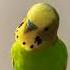 Budgie Amazing Calling Sound To Make Him Happy