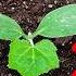This Technique Of Watering The Garden Will Change Your Life
