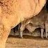 ALHAMDULILLAH 8 LAKH KA CAMEL PASAND AA Gaya Sued Fahad Camel