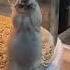 Is This Your Spirit Animal Funnyanimals Marmota Foryourpage