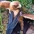 Eagle Vs Crow Trending Wildlife Animals Youtube Eagle Crow Birds Revenge Shorts Short