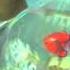Finding Nemo Darla