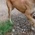 Mother Dog Sibling Stray Pups White Dog Eating Raw Chicken Feet Biscuits Brown Pup Drinks Water Uk