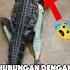 Wanita Ini Berhubungan Dengan Buaya Shorts Animals Hewan Trending Viral