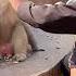 This Monkey Brother Is So Good The Monkey Has Become A Spirit Please Do Not Imitate Dangerous Mov