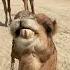 BEAUTIFUL CAMEL Camel Beautiful Shorts
