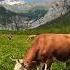 Happy Swiss Cows Switzerland Nature Travel Spring Youtubeshorts Cows Shortsvideo