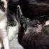 Adorable Kitten Reflexes At 4 Weeks Old Instincts In Action
