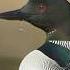 Scariest Bird Sounds самые страшные звуки птиц