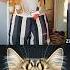 Fun Time Cat Meme Dance Trending