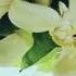 Flowers Bloom Naturally When The Time Comes Wither Away So Fast It Remind Us Our Life Too