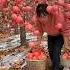 Juicy Sweet Red Fuji Apples Satisfying Fruit Agriculture