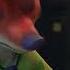 Smuffy Sly Bunny Slowed Pitched Down