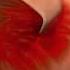 How To Cut Nails Properly Nail Cutting Nails Cuttingskills Properly To Avoid Infection