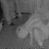 How NOT To Wake A Sleepwalker Shorts