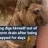 A Woman Was Reunited With Her Dog After It Got Stuck In A Storm Drain Itvnews Scotland