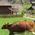 Happy Cows Jumping In Switzerland