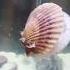 SHELLS ARE ALIVE SECRET LIFE OF SEASHELLS Shorts Shell Seashell