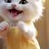 Dinka Chika Dinka Chika Baby Cat Street Style Babycat Cutecat Kitty