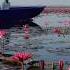 The Amazing Red Lotus Lake In Thailand Lotusflower Lotus
