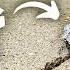 Repairing A Neglected Driveway Crack The Ultimate Solution