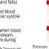Vascular Physiology