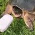 I Shared My Ice Cream With A Snapping Turtle Rip