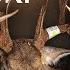 Davids HUGE Bodied Iowa GIANT Real Time