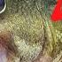 90 Of BASS FISHING In 15 Minutes