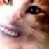 Meow Mix Ad As Remembered By Timothy