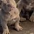 Who Is Terrified Of Dogs Fypシ Viral Fypyoutube