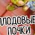 Цветоносы где они Плодовые почки черешни до цветения где искать и как не спутать с листовыми