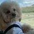 Cute Puppies Short Lovely Puppies For You