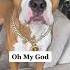 My Dog Speaks Perfect English Pt3 Talkingdog Tiktok