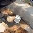 Feral Cat Living Outside Starbucks Becomes A Total Daddy S Girl The Dodo