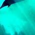 Amadea Music Productions Fragile Ecosystem Cinematic Orchestral Nature Documentary