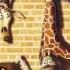 Madagascar Soundtrack 12 What A Wonderful World Louis Armstrong