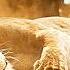 Mufasa The Lion King Elephant Stampede Scene Recap Mufasa Saves Sarabi