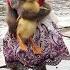 Monkey Moon Panics To Find Dad To Rescue Duck In The Rain