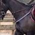 Ainsi Bas La Vida Equestrian Music Video